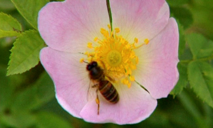 Fleurs et pollinisation